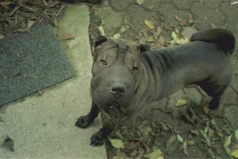 Shar pei Andrea - mig igen billede 12