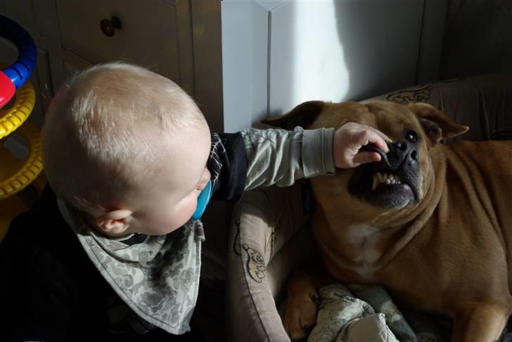 Staffordshire bull terrier Chilli - Sikke nogle fine bisser du har Chill !!  billede 1