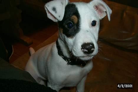 Jack russell terrier Carlos - Carlos som stor hvalp! billede 1