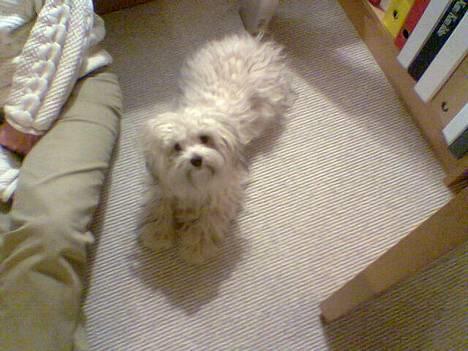 Løwchen Freja - Ligger lige og passer på mormor. billede 8