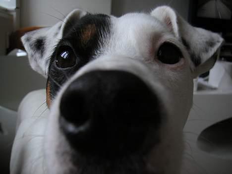 Jack russell terrier Carlos - nooozy billede 2