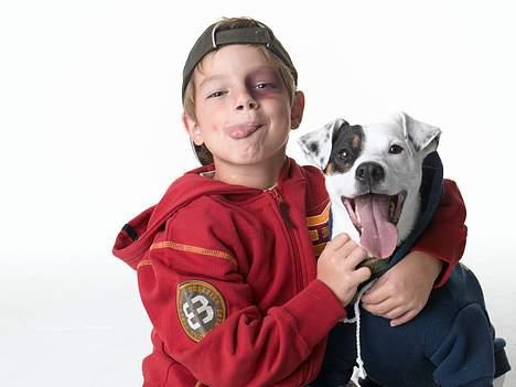 Jack russell terrier Carlos - billedet fra Bruuns Galleris julekatalog. billede 3