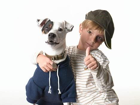 Jack russell terrier Carlos - hva sagde du jeg fik for det her! Frolic? billede 5