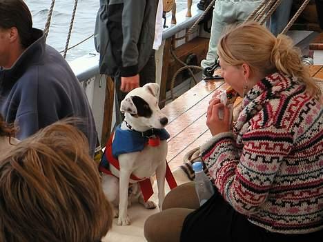 Jack russell terrier Carlos - gi mig nu noget din fedterøv, du har alligevel ikke godt af mere, flæske! billede 6