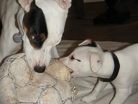 Jack russell terrier Carlos - første lektion i JRT optimisme, tro på det lille ven ! billede 7