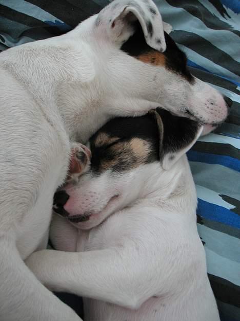 Jack russell terrier Carlos - Carlos passer på sin nyankommende lillebror Gustav billede 8