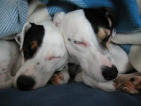 Jack russell terrier Carlos - Carlos med lillebror Gustav (Carlos til venstre) billede 9