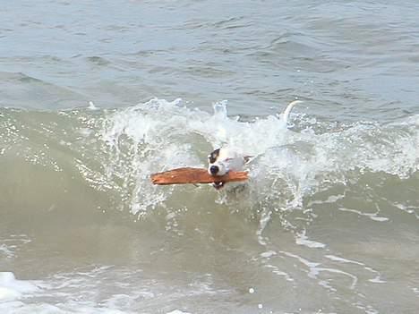 Jack russell terrier Carlos - elsker vand, bølger er ingen hindring! billede 10
