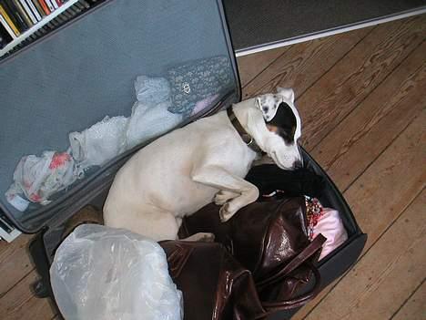 Jack russell terrier Carlos - blind passager (han kan ikke se mig hvis jeg lukker øjnene) billede 11