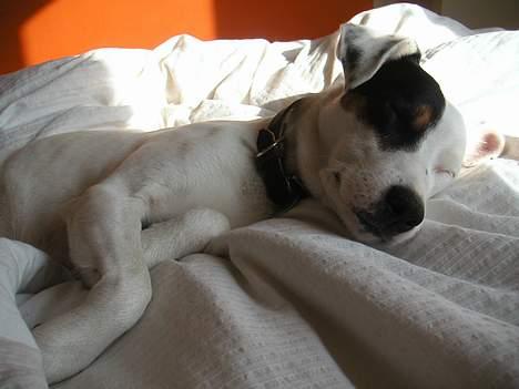 Jack russell terrier Carlos - skrid nu med det kamera... få dig et liv, Boso! billede 12