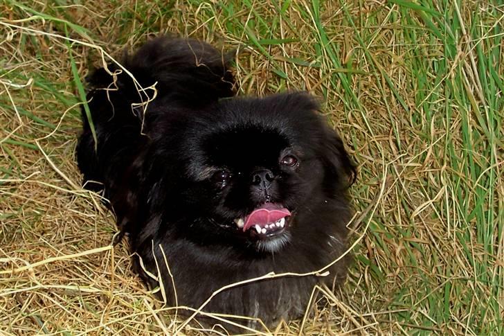 Pekingeser Borrings(Lulu)Sjuss den 4 -     Sjuss den 4.  billede 1