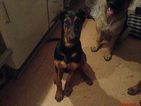 Dobermann (Gennings El-Nino)Jack - jacks og ticas datter sashia billede 13