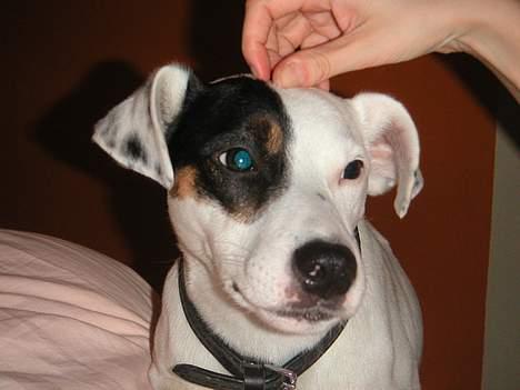 Jack russell terrier Carlos - ahhhhh og så lidt til højre.... billede 13