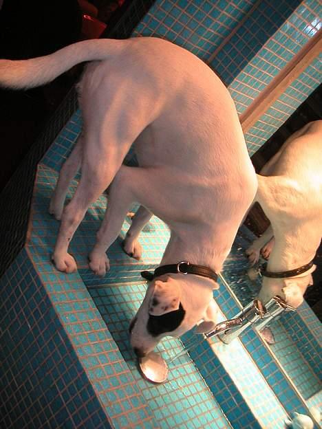 Jack russell terrier Carlos - ja, jeg ved jeg er åndsvag, men jeg drikker nu helst frisk vand fra hanen, ok ! billede 14