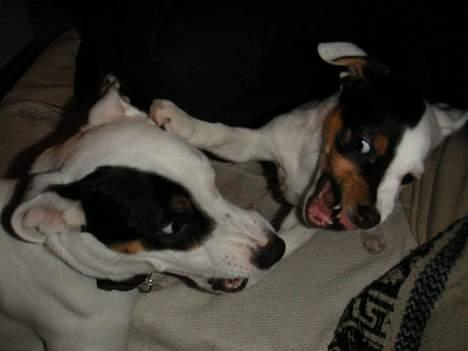 Jack russell terrier Carlos - den tidligere lektion i JRT optimisme har givet bagslag! billede 15