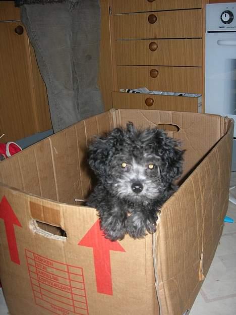 Dværgpuddel Ruth - jeg er lige hoppet i papkassen billede 1