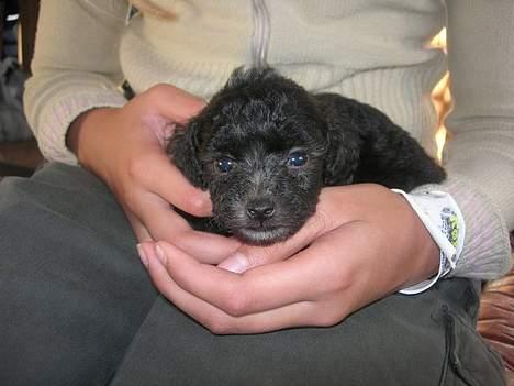 Dværgpuddel Ruth - jeg er kun 6 uger.... billede 2