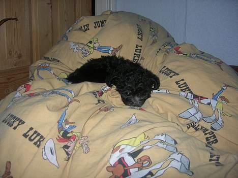 Dværgpuddel Ruth - ZZZZZzzzzzzz billede 3