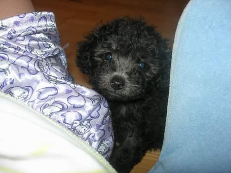 Dværgpuddel Ruth - jeg er træt billede 4