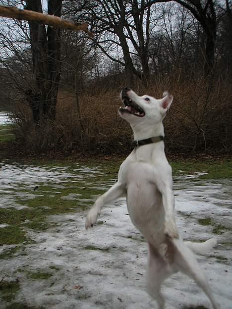 Jack russell terrier Carlos - I can do it ! billede 16