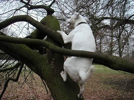 Jack russell terrier Carlos - hva siger du, er jeg ikke et egern? du laver gas ik! billede 17