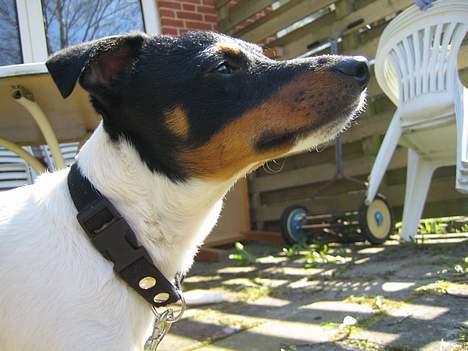 Dansk svensk gaardhund Bølle - nyder den dejligt rene luft!  ??er der mon en anden hund i nærheden?? billede 1