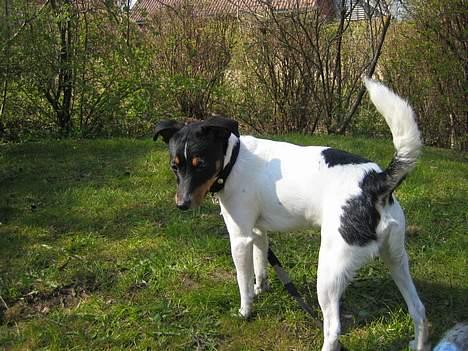 Dansk svensk gaardhund Bølle - her er jeg! billede 2