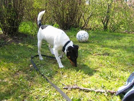Dansk svensk gaardhund Bølle - hvor er bolden NU henne?? billede 3