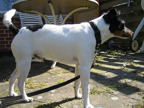 Dansk svensk gaardhund Bølle - fået øje på noget i busken... hihi! billede 4