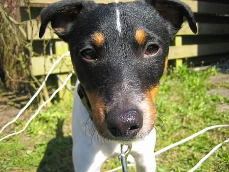Dansk svensk gaardhund Bølle - close up! billede 5