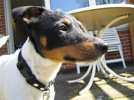 Dansk svensk gaardhund Bølle - de første varme dage i mit liv. billede 6