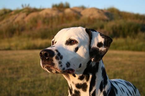 Dalmatiner Curias Taco n' Tequila  - nyder aftensolen billede 1