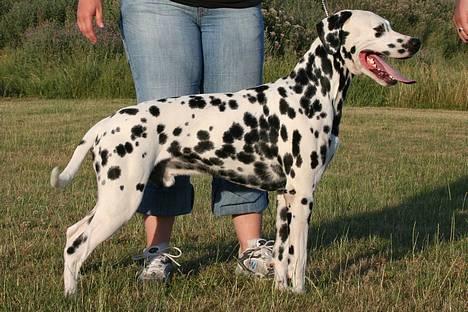 Dalmatiner Curias Taco n' Tequila  - sådan ser jeg ud til ringtræning 2006 billede 3