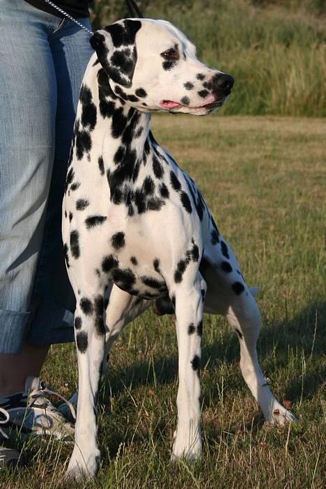 Dalmatiner Curias Taco n' Tequila  - jeg vil jeg vil jeg vil.... slip mig nu så jeg kan lege... billede 5