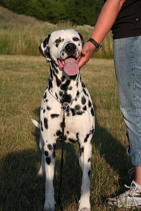Dalmatiner Curias Taco n' Tequila  - lækker fyr billede 7