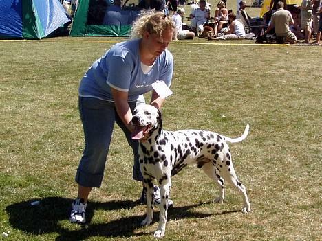 Dalmatiner Curias Taco n' Tequila  - Åben klasse hanner 2006 Rønne billede 8