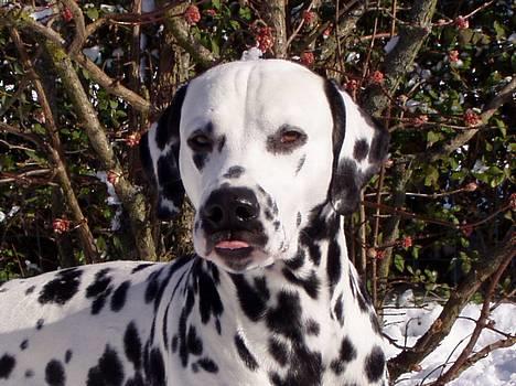 Dalmatiner Curias Taco n' Tequila  - Hmmm skal du ha et kys billede 9