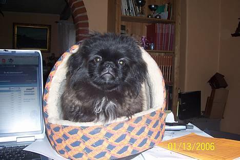 Pekingeser Borrings(Lulu)Sjuss den 4 - Min hule. billede 4