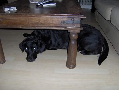 Labrador retriever Scully -  R.I.P - Øv...troede jeg kunne gemme mig her. billede 7