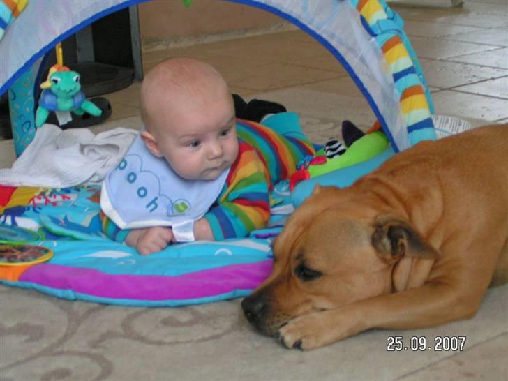 Staffordshire bull terrier Chilli - passer lige på det nyeste medlem af flokken billede 2