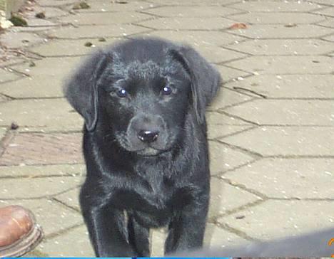 Labrador retriever Diesel (fars hund) - Giv mig liiige en godbid, tak! billede 1