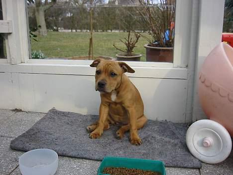 Staffordshire bull terrier Chilli - På besøg hos mormor og morfar billede 3