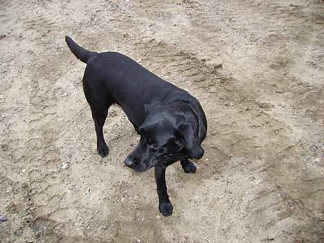 Labrador retriever Diesel (fars hund) - Hov hva søren sker der derovre?? billede 2
