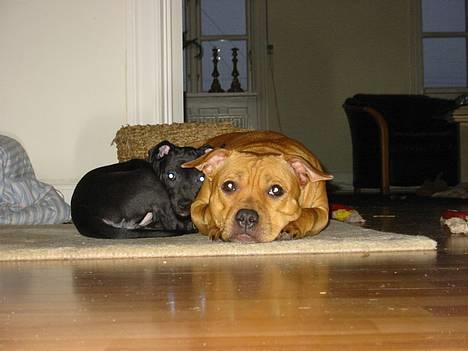 Staffordshire bull terrier Chilli - Chilli og Kaya billede 4