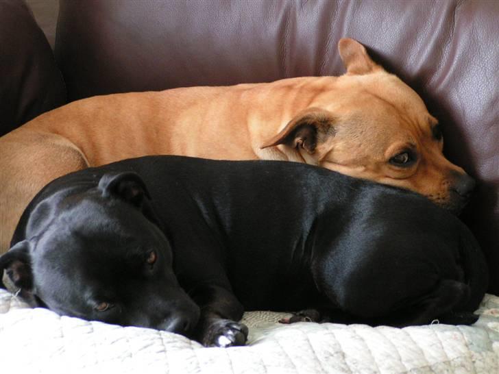 Staffordshire bull terrier Chilli - Yin & Yang billede 5