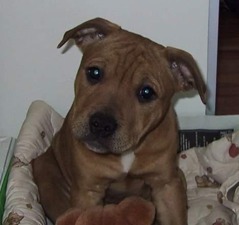 Staffordshire bull terrier Chilli - Hvor er jeg dog kommet hen? billede 6