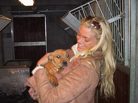 Staffordshire bull terrier Chilli - Kærlighed ved første blik billede 7