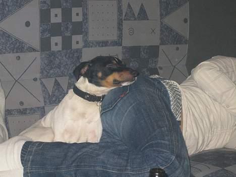 Dansk svensk gaardhund Bølle - dejligt at sove på tantes numse... (Nytårsaften) billede 7