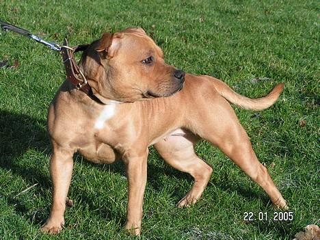 Staffordshire bull terrier Chilli billede 8