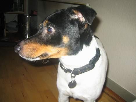 Dansk svensk gaardhund Bølle - lidt fotomodel er man vel... billede 8